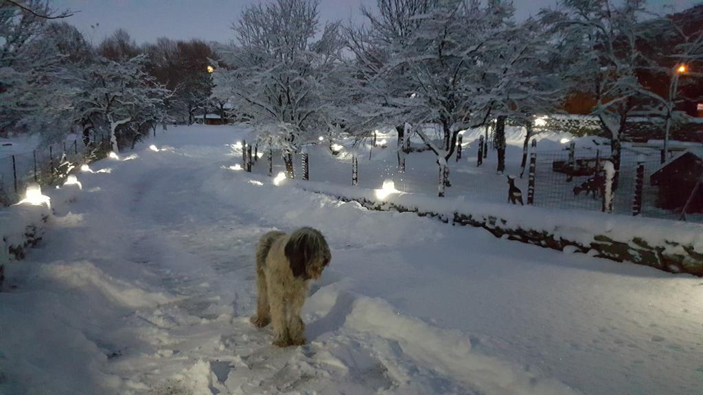 Вилла Casa Bunicului Vistisoara Экстерьер фото
